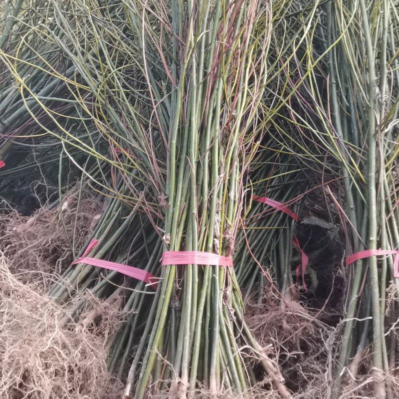 檫木小苗供应，檫木小苗，造林苗大量供应，走量批发