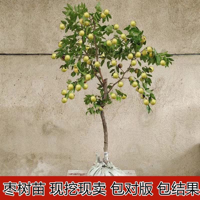 沾化冬枣三代树苗脆枣树苗新疆大枣苗灰枣苗子弹头骏枣