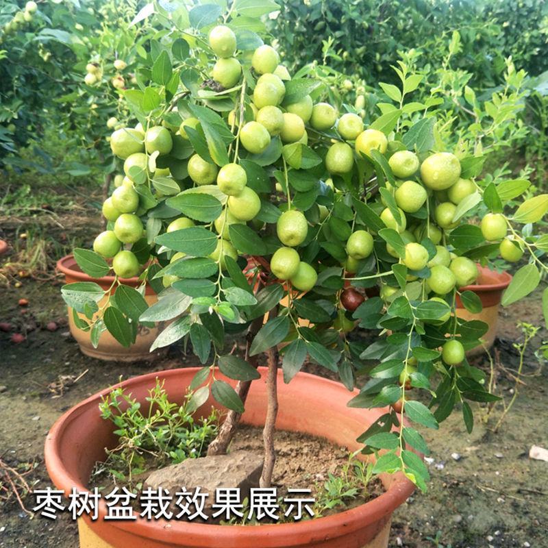 沾化冬枣三代树苗脆枣树苗新疆大枣苗灰枣苗子弹头骏枣