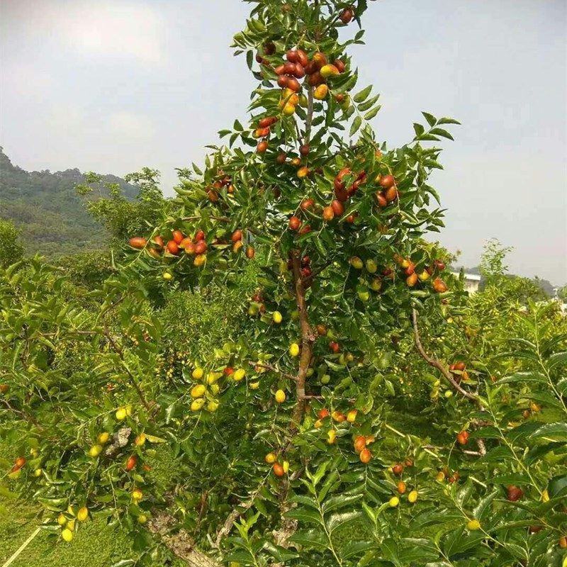 沾化冬枣三代树苗脆枣树苗新疆大枣苗灰枣苗子弹头骏枣
