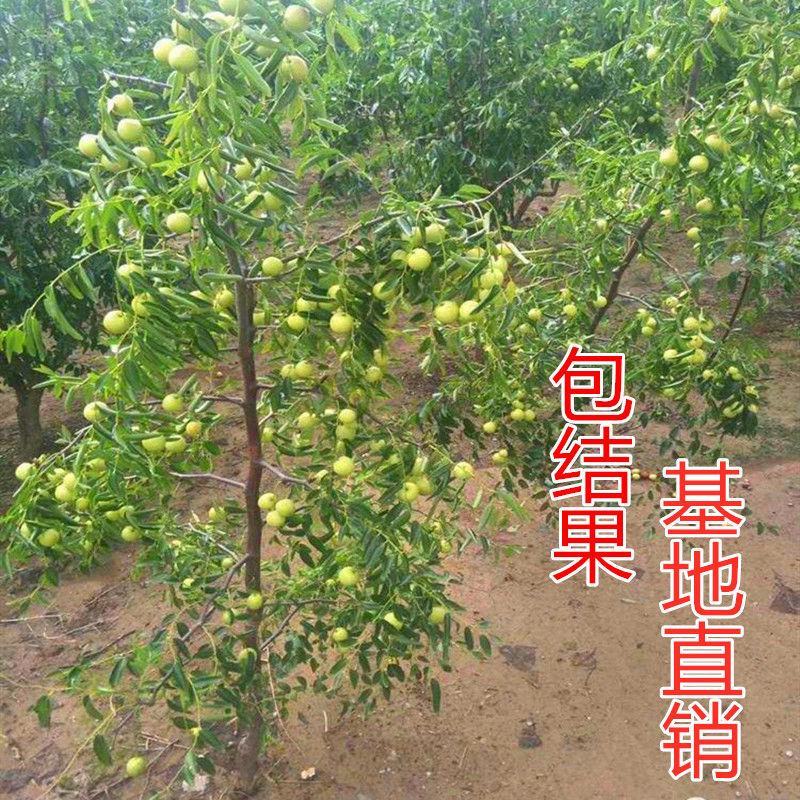 沾化冬枣三代树苗脆枣树苗新疆大枣苗灰枣苗子弹头骏枣