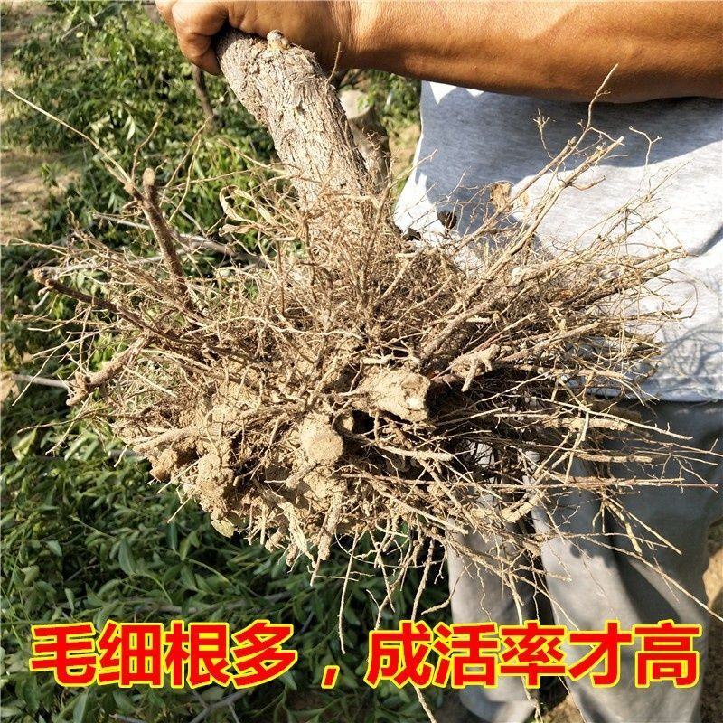 沾化冬枣三代树苗脆枣树苗新疆大枣苗灰枣苗子弹头骏枣