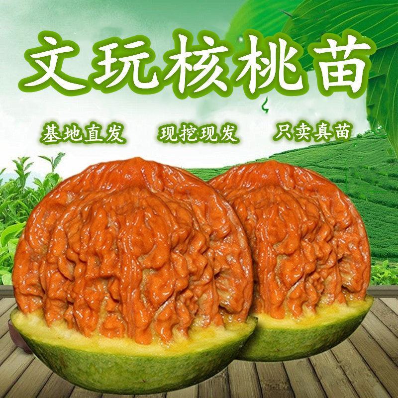 文玩核桃苗金丝猴头文玩核桃南北方适合死苗补发