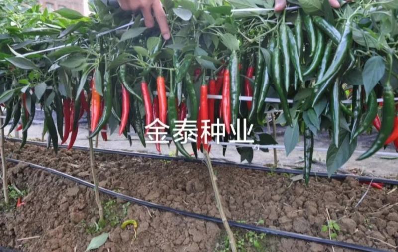 【精选苗】辣椒苗杭椒苗美人椒苗，辣味香浓青果深绿色