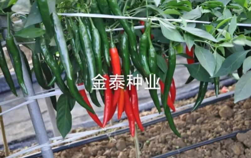 【精选苗】辣椒苗杭椒苗美人椒苗，辣味香浓青果深绿色