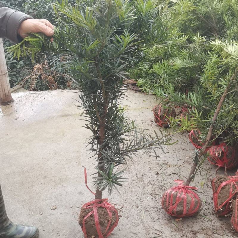 江西罗汉松，中叶罗汉松，量大供应，苗圃直供，自产自销
