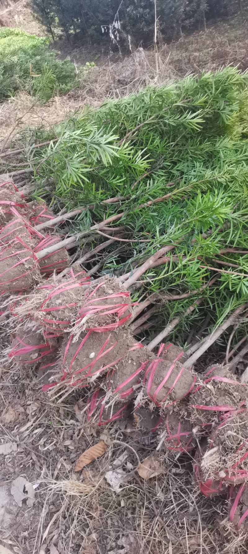 江西罗汉松，中叶罗汉松，量大供应，苗圃直供，自产自销