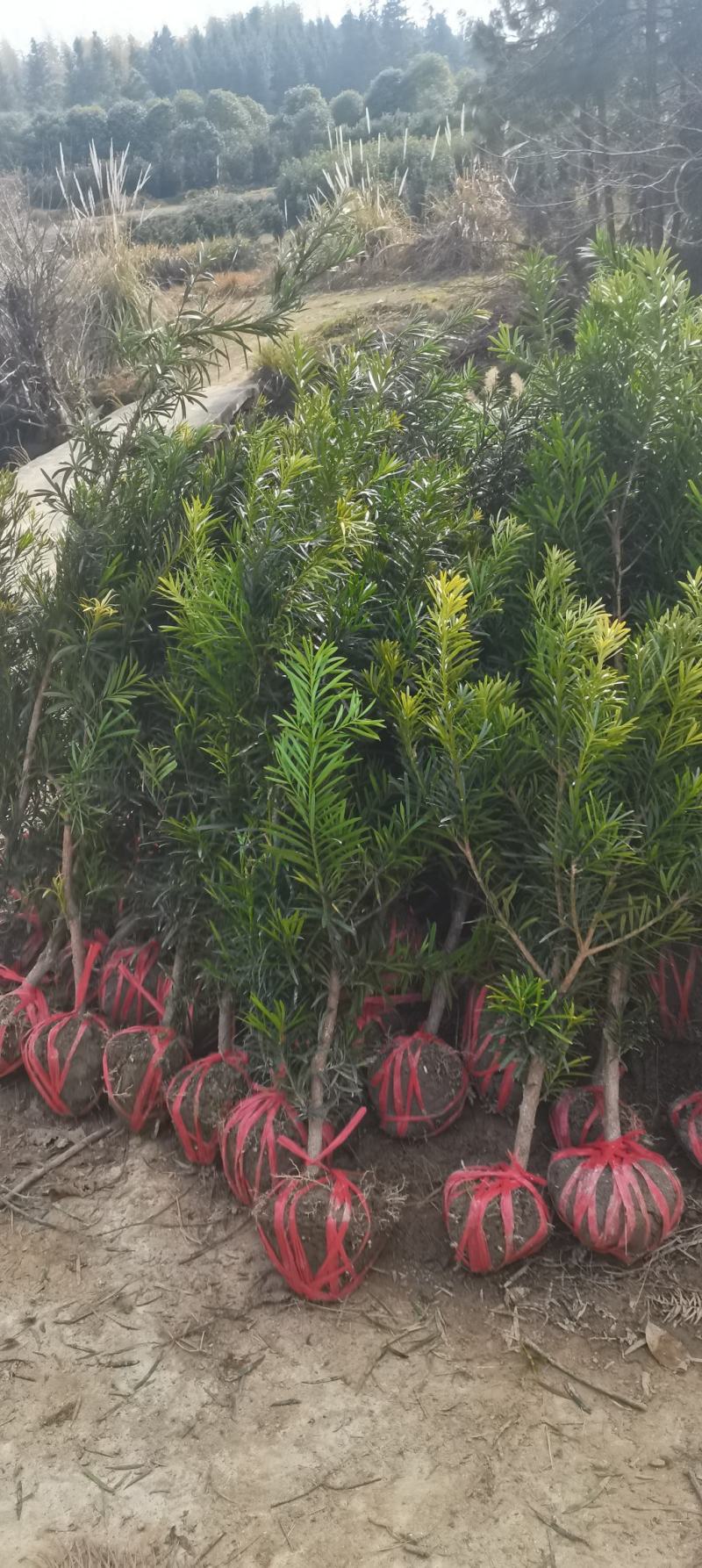 江西罗汉松，中叶罗汉松，量大供应，苗圃直供，自产自销