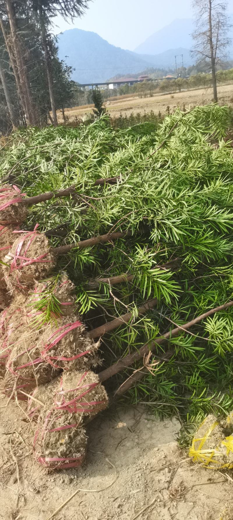 江西罗汉松，中叶罗汉松，量大供应，苗圃直供，自产自销
