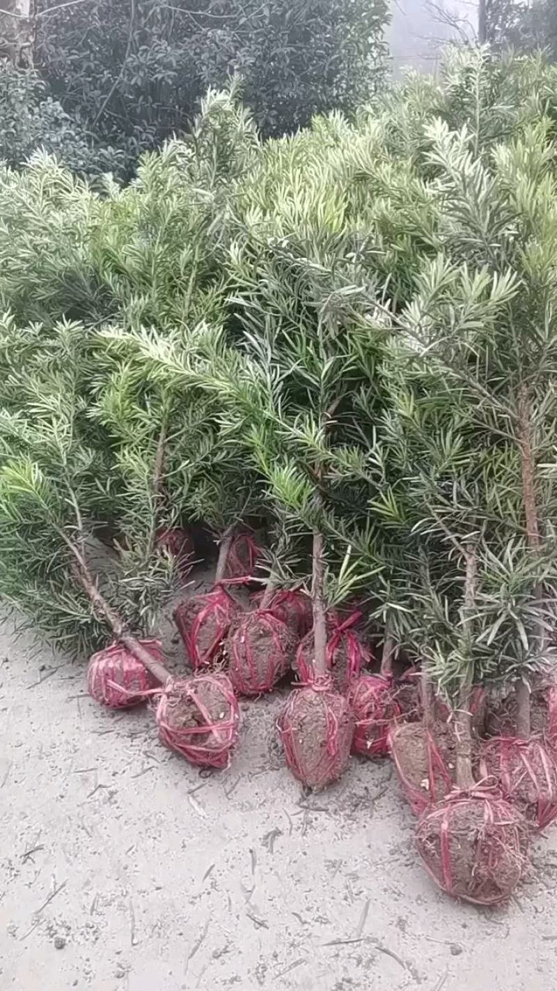 江西罗汉松，中叶罗汉松，量大供应，苗圃直供，自产自销