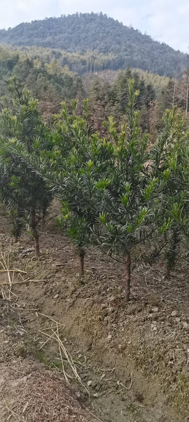 江西罗汉松，中叶罗汉松，量大供应，苗圃直供，自产自销