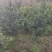 江西罗汉松，中叶罗汉松，量大供应，苗圃直供，自产自销