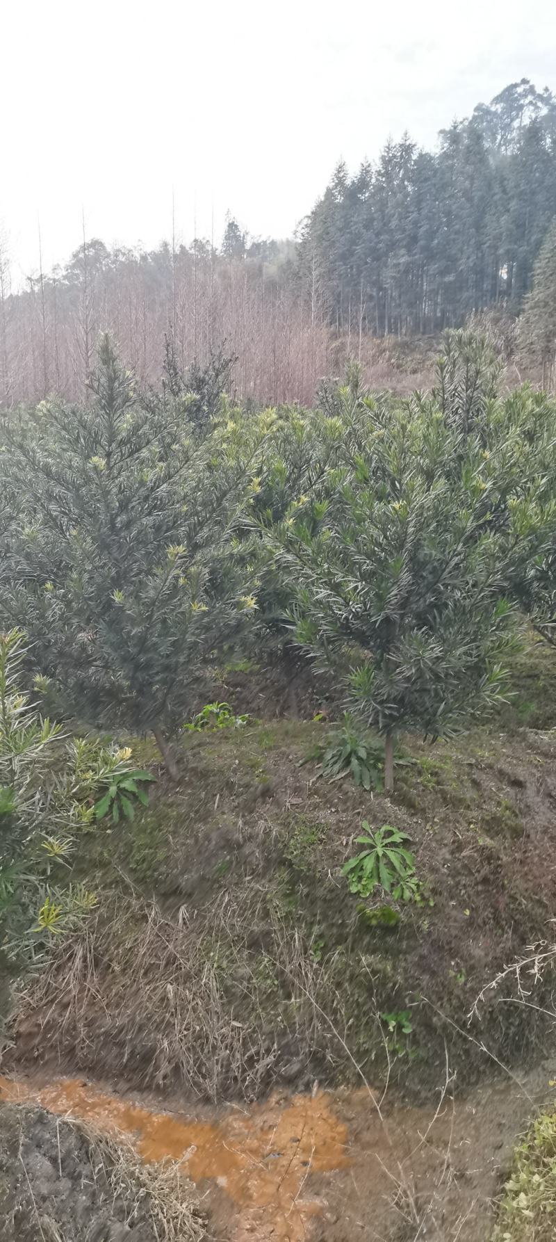 江西罗汉松，中叶罗汉松，量大供应，苗圃直供，自产自销