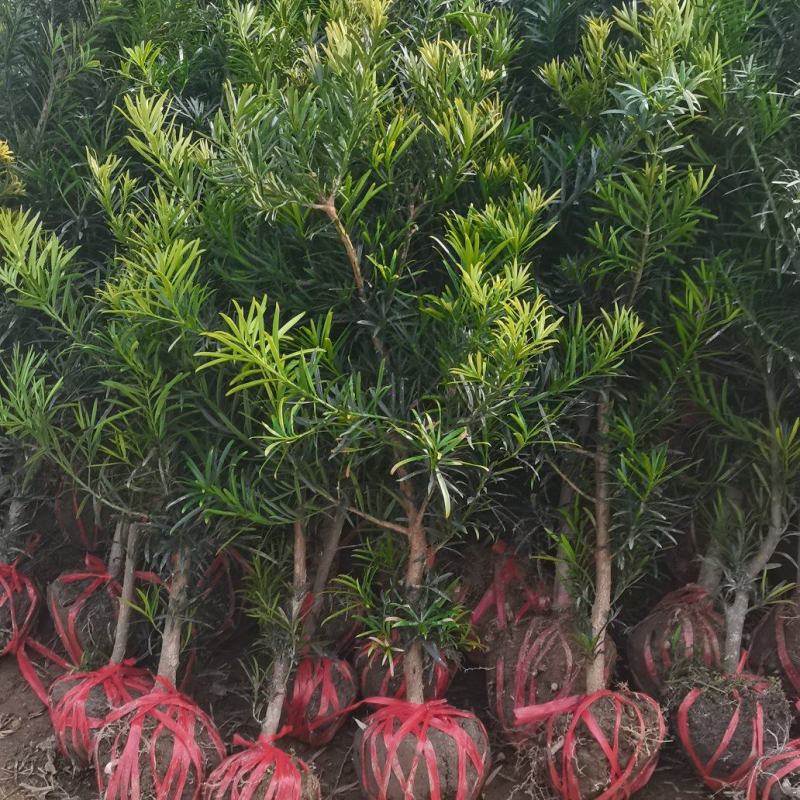 江西罗汉松，中叶罗汉松，量大供应，苗圃直供，自产自销