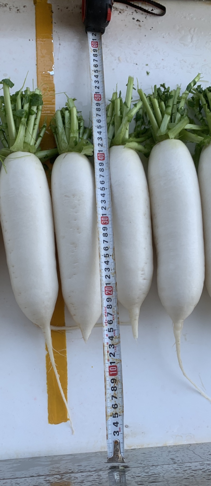 精品白萝卜