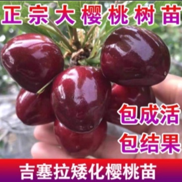【樱桃苗】俄罗斯八号鲁樱5号，**泰奥加，佛里斯科，火箭