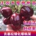 【樱桃苗】俄罗斯八号鲁樱5号，**泰奥加，佛里斯科，火箭