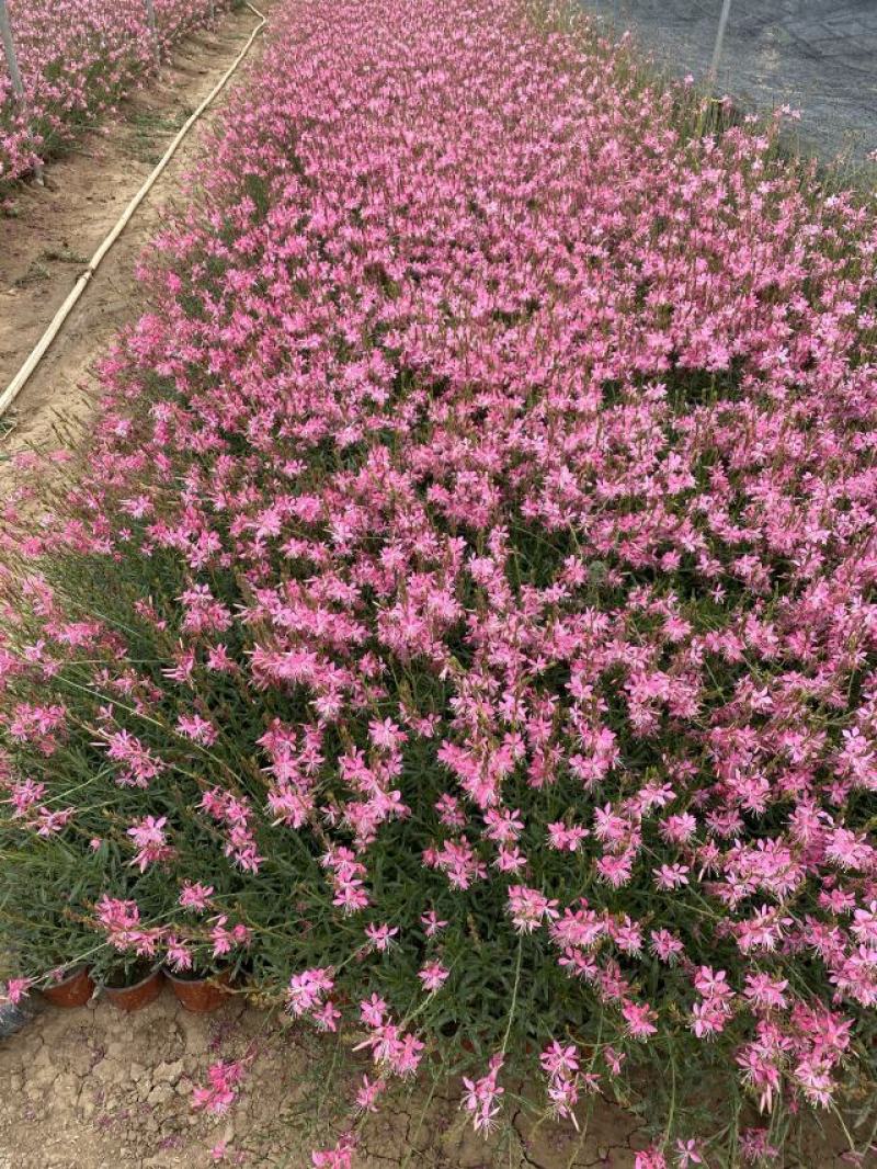 千鸟花自产自销千鸟花种植基地50万千鸟花处理