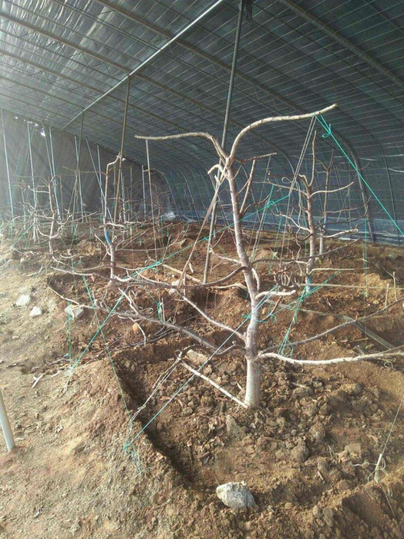 樱桃苗品种樱桃苗批发大棚用樱桃苗矮化樱桃苗