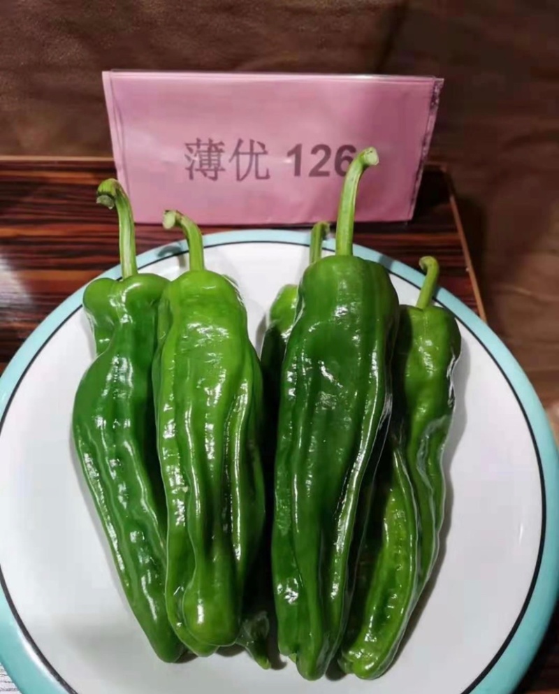 大家族薄优126辣椒种子翠绿皮大果薄皮泡椒种子高产