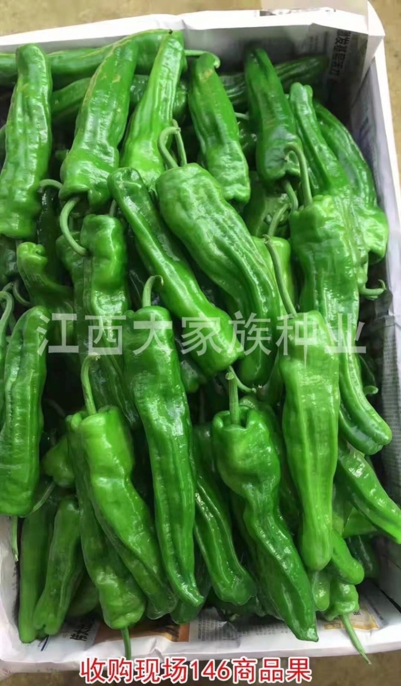 大家族薄优126辣椒种子翠绿皮大果薄皮泡椒种子高产