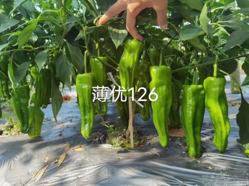 大家族薄优126辣椒种子翠绿皮大果薄皮泡椒种子高产