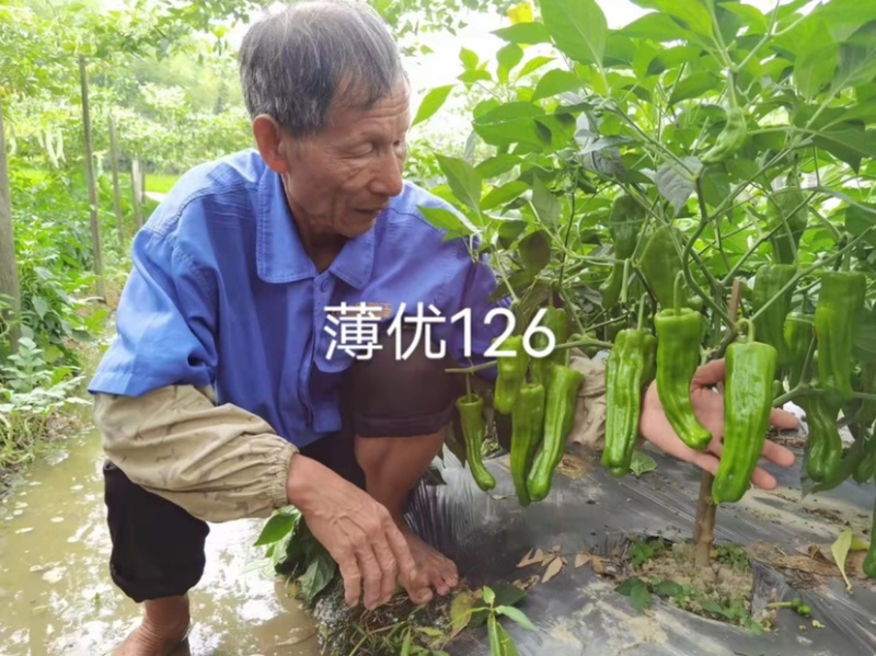 大家族薄优126辣椒种子翠绿皮大果薄皮泡椒种子高产