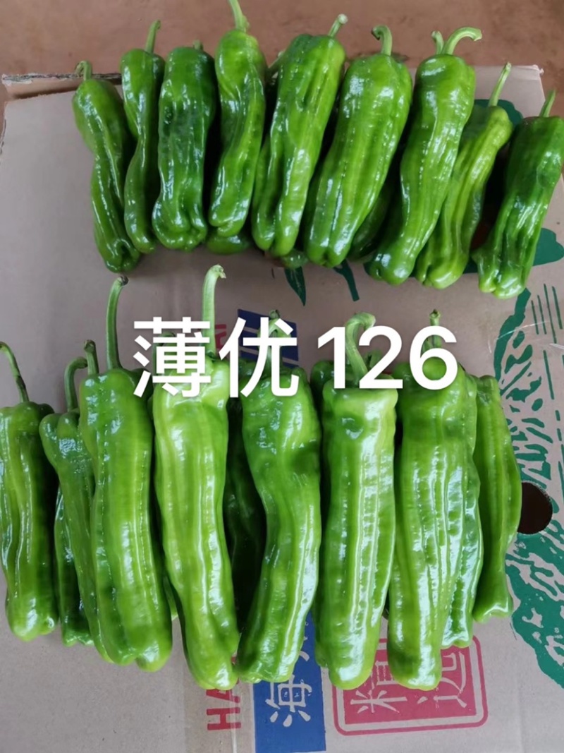 大家族薄优126辣椒种子翠绿皮大果薄皮泡椒种子高产