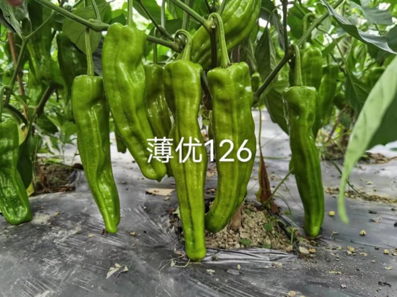 大家族薄优126辣椒种子翠绿皮大果薄皮泡椒种子高产