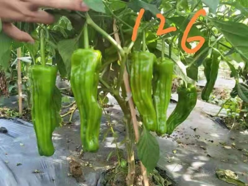 大家族薄优126辣椒种子翠绿皮大果薄皮泡椒种子高产