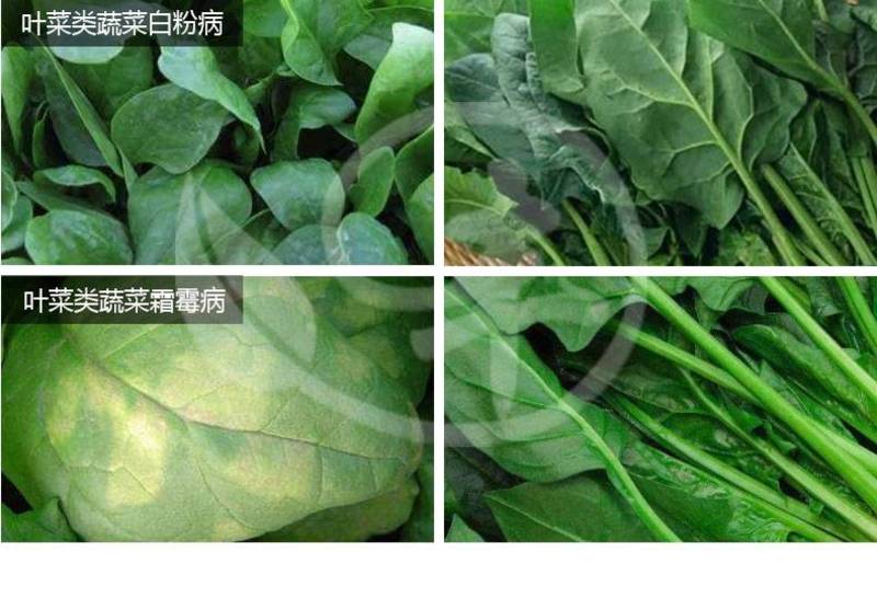 上海悦联百菌清粉剂果树蔬菜霜霉病白粉病疫病叶斑病杀菌剂