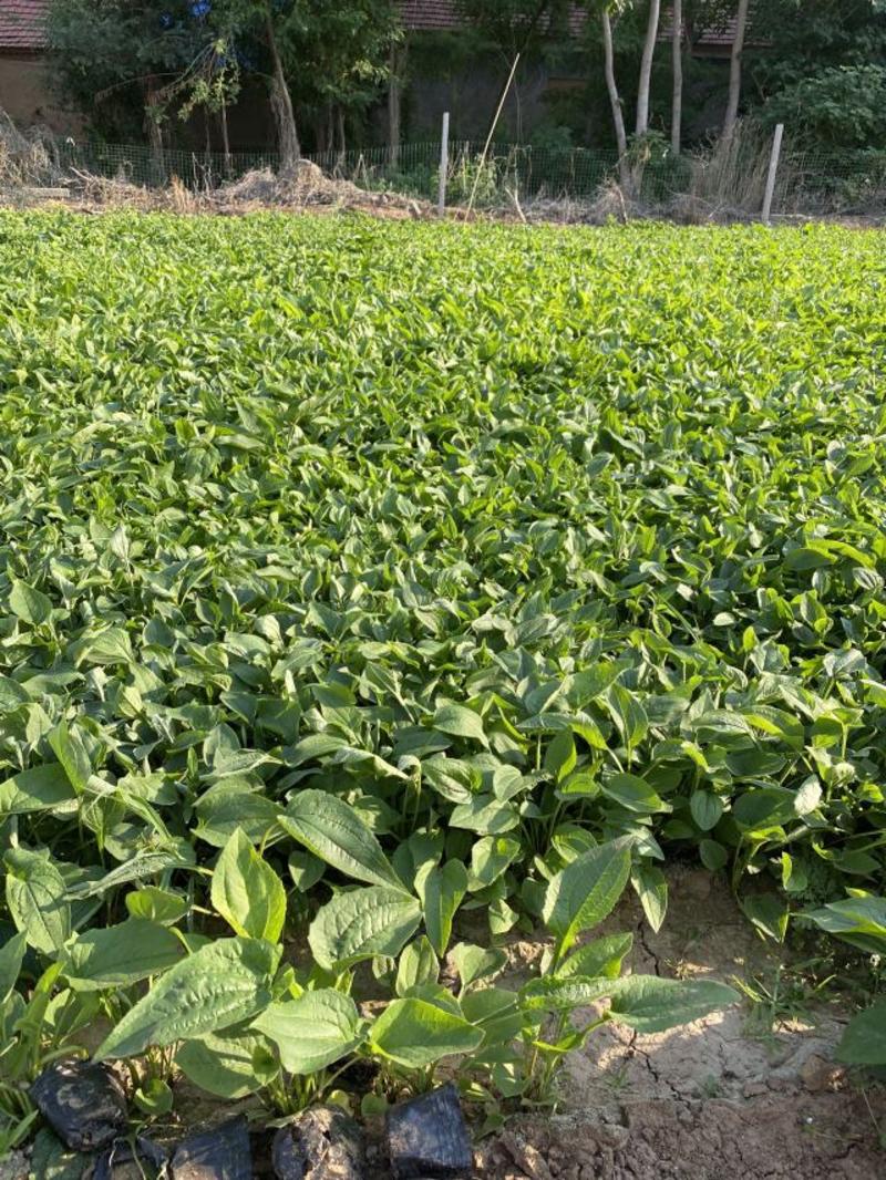 松果菊种植基地松果菊100万低价处理松果菊自产自