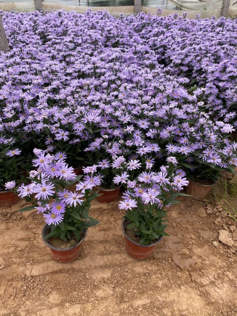 紫菀常年供应紫菀大量供应80万紫菀自产自销