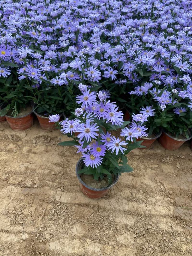紫菀常年供应紫菀大量供应80万紫菀自产自销
