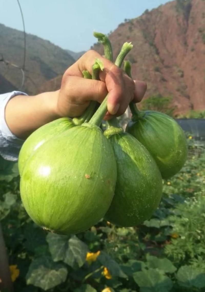 靓翠八号早生翠绿嫩南瓜种子品质好产量高好种易管理