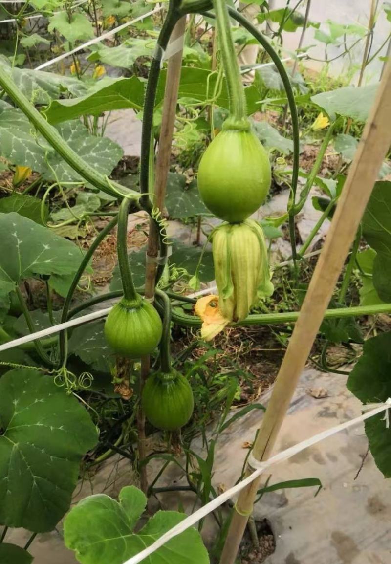 靓翠八号早生翠绿嫩南瓜种子品质好产量高好种易管理