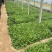 金光菊种植基地金光菊批发价格金光菊一手货源