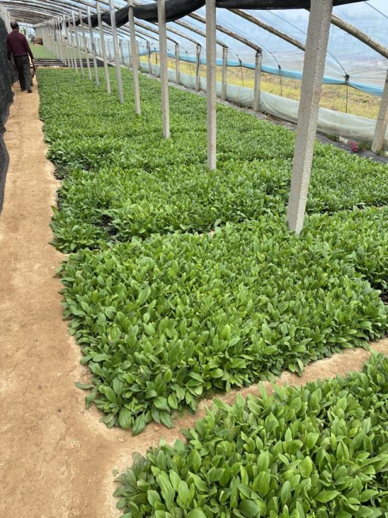 金光菊种植基地金光菊批发价格金光菊一手货源