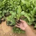 金光菊种植基地金光菊批发价格金光菊一手货源