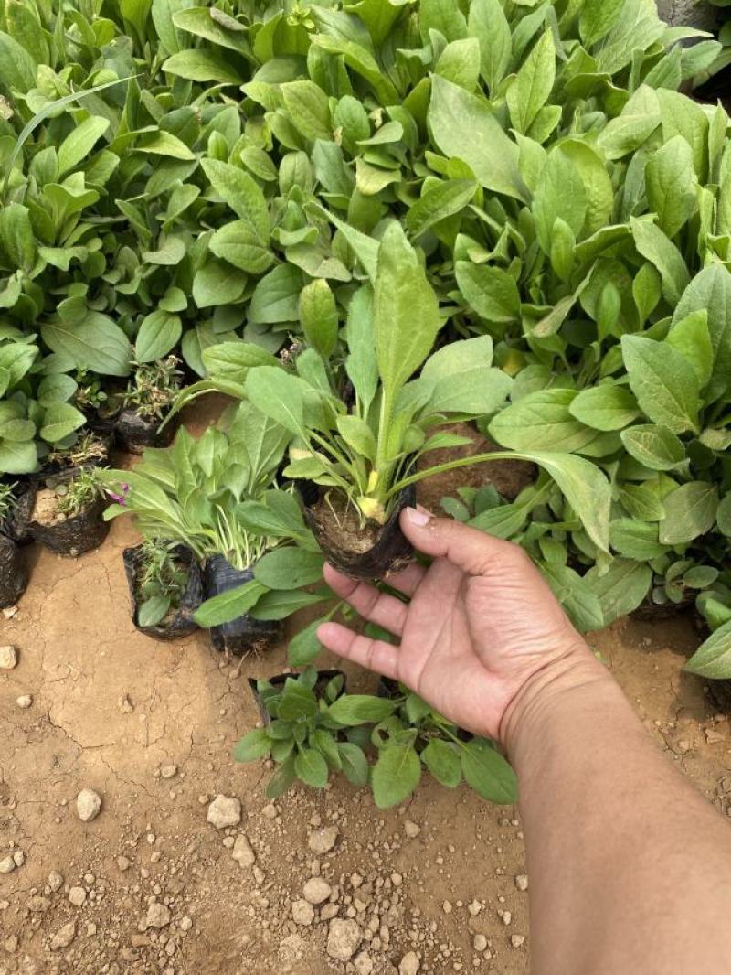 金光菊种植基地金光菊批发价格金光菊一手货源