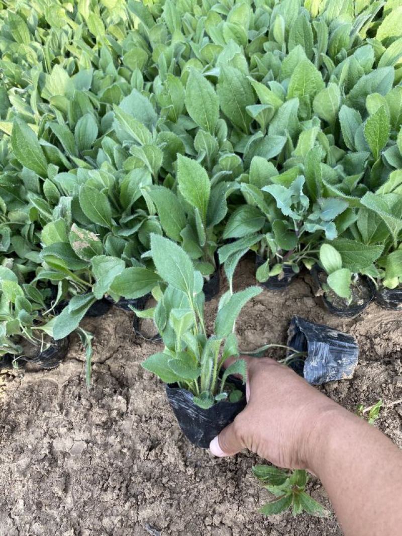 金光菊种植基地金光菊批发价格金光菊一手货源