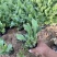 金光菊种植基地金光菊批发价格金光菊一手货源