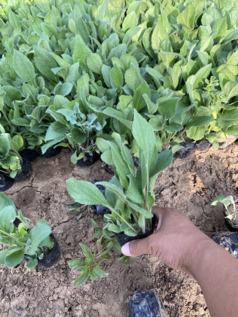 金光菊种植基地金光菊批发价格金光菊一手货源
