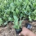 金光菊种植基地金光菊批发价格金光菊一手货源