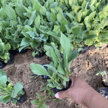 金光菊种植基地金光菊批发价格金光菊一手货源