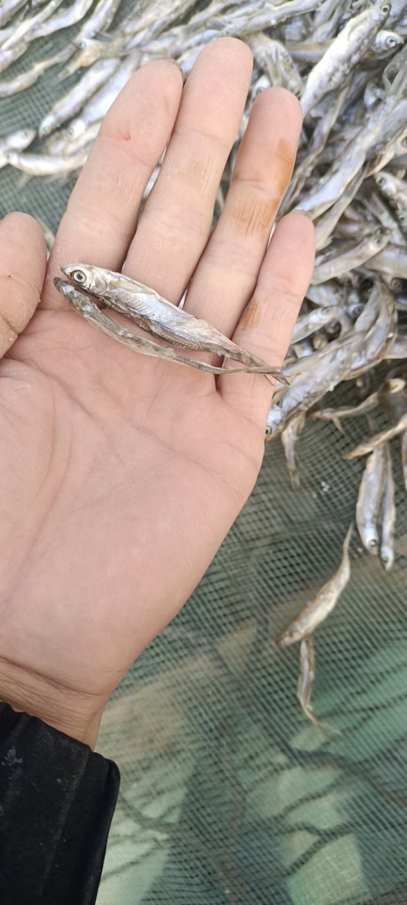 鱼干猫粮鱼，小白条鱼干，刁子鱼干，鳑鲏鱼干请打电话联系！
