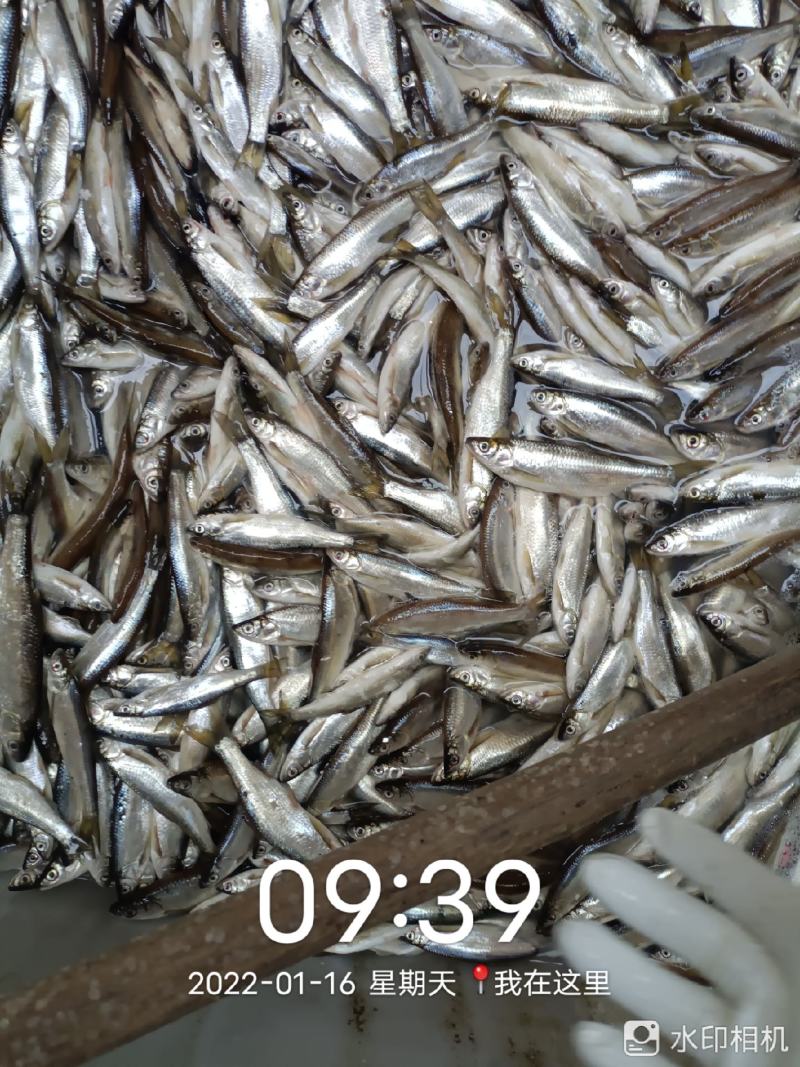 鱼干猫粮鱼，小白条鱼干，刁子鱼干，鳑鲏鱼干请打电话联系！