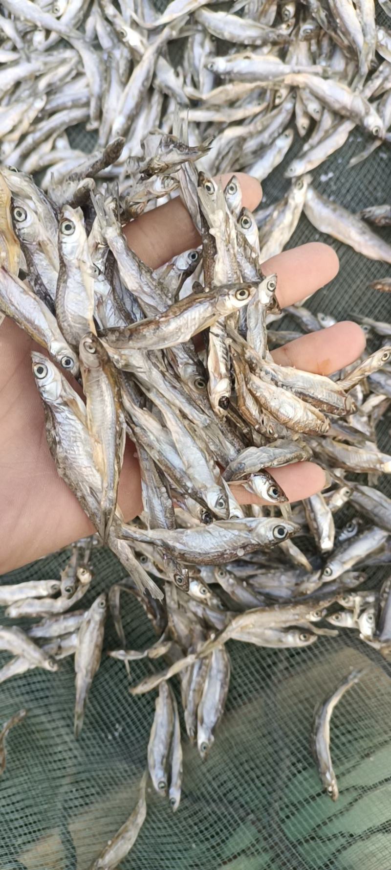 鱼干猫粮鱼，小白条鱼干，刁子鱼干，鳑鲏鱼干请打电话联系！