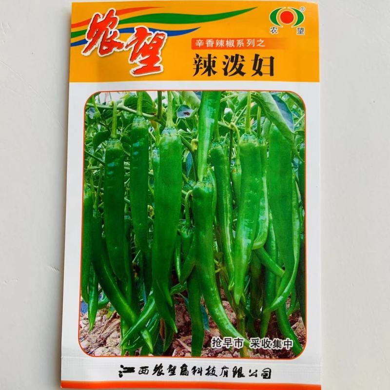 辣泼妇小羊角椒种子辣味浓香皮薄肉厚口感好上市早辣椒种