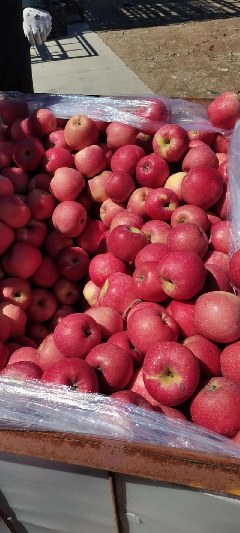 红富士苹果，辽宁特产，口感脆甜冷库存放，土窖存放